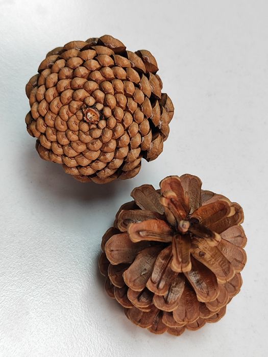 Шишки сосновые сушеные