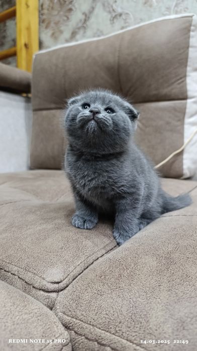 Выслоухие котёнки