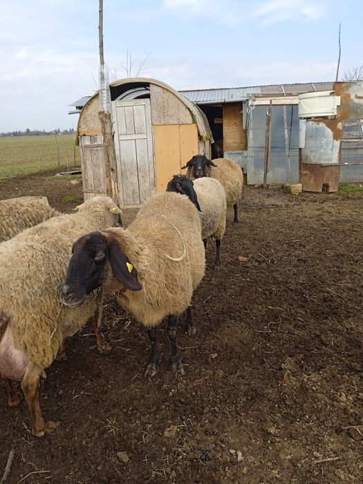 Două țigăi sârbești și o carabașă foarte mare gestanta