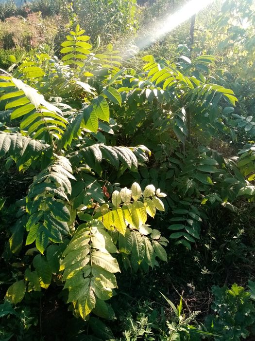 Продам кусты, деревья, липа, Берёза