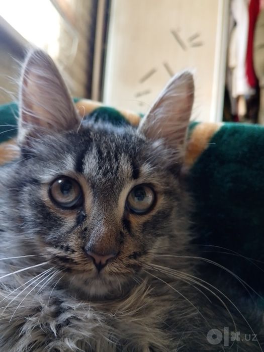 Отдам кота 8 месяцев