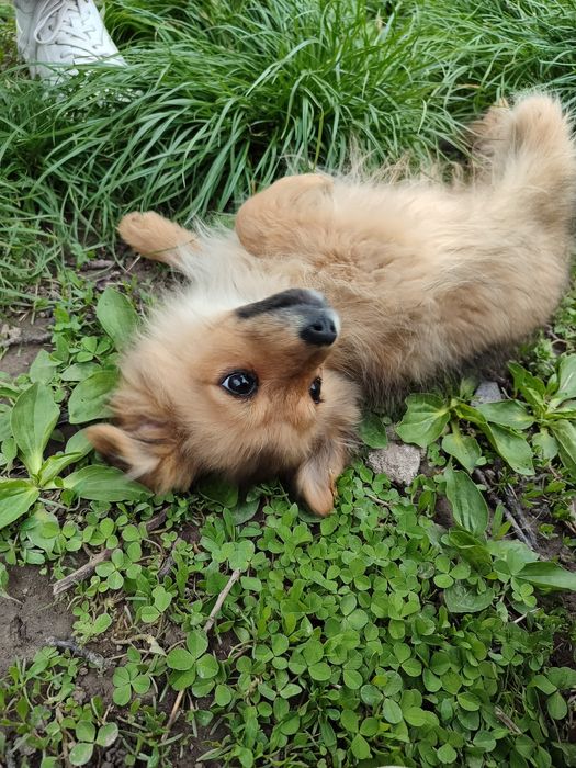 Отдам 3-месячных щенят