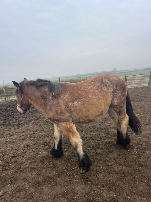 De vânzare mânză grea