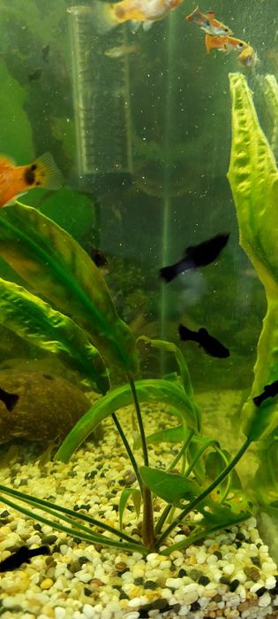 Продам мальков подрощенных