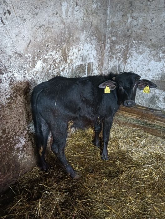 Vind viței de bivoli