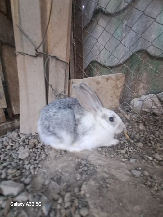 Животные кролики