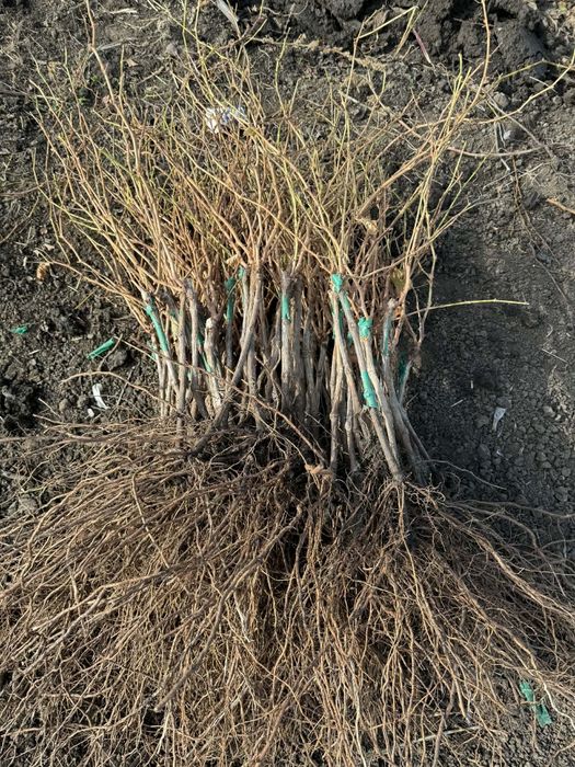 POMI fructiferi clasici ,pomi fructiferi columnari ,vita de vie