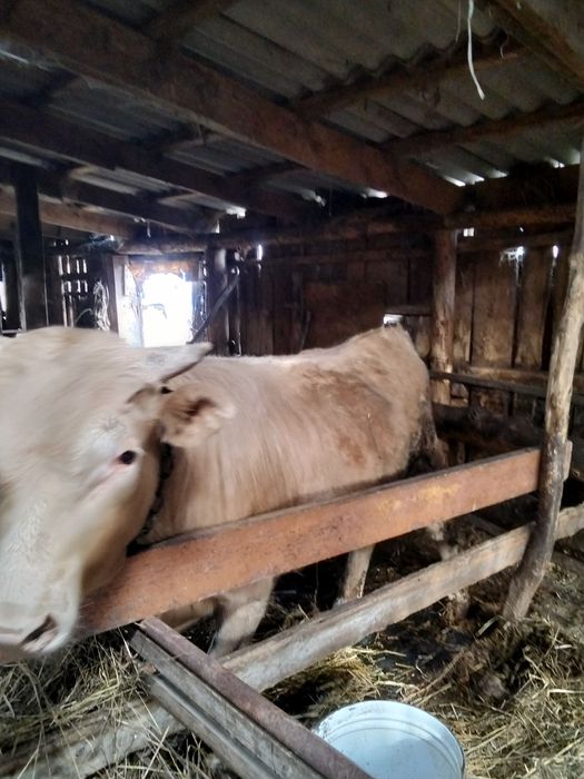 Продам бычка на откорме