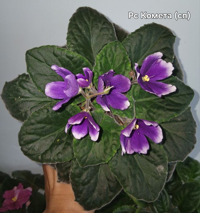 Фиалки разные продам