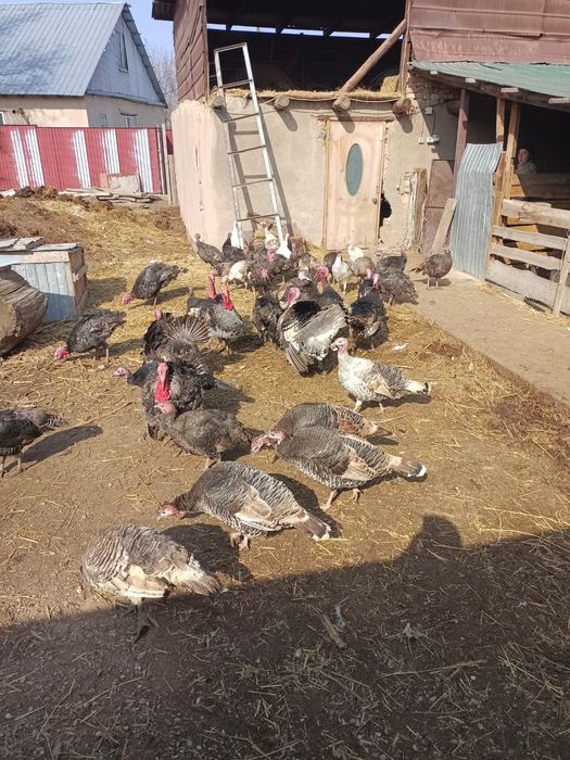 Индюк сатылады жақсы бағада