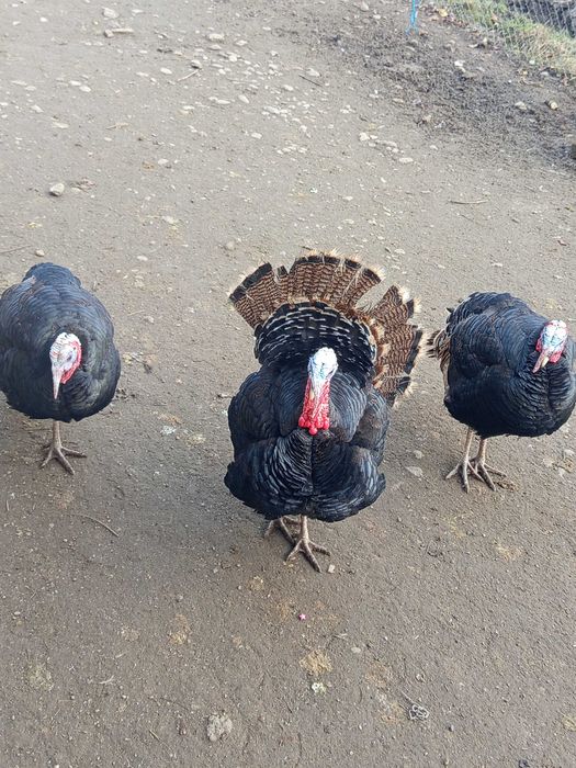 Curcănei de casă, caută adăpost nou