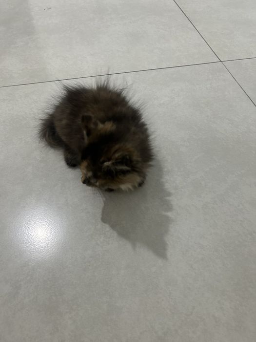 Срочно продаётся котёнок