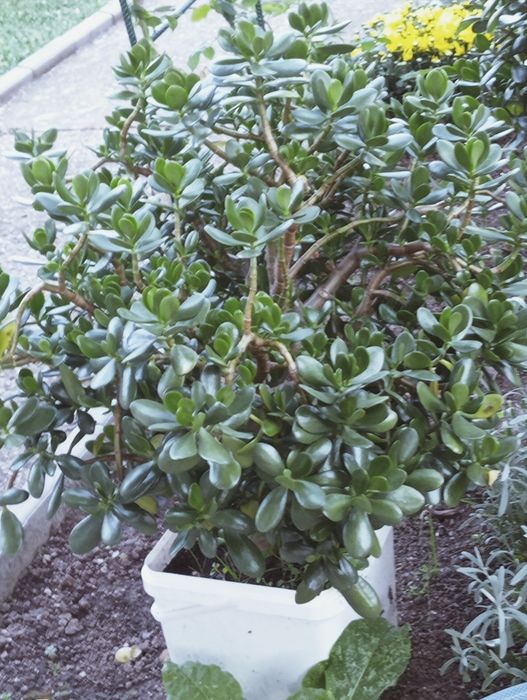 Planta de jad (Crassula Ovata)