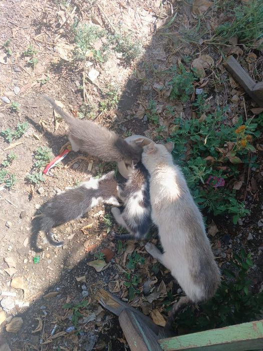 Отдадим котят в добрые руки