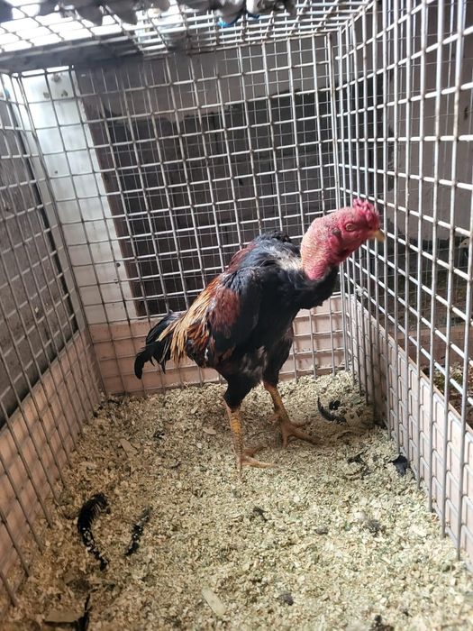 Сатамын кораз 50 000