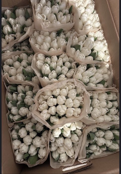 Тюльпаны оптом и в розницу  24на7