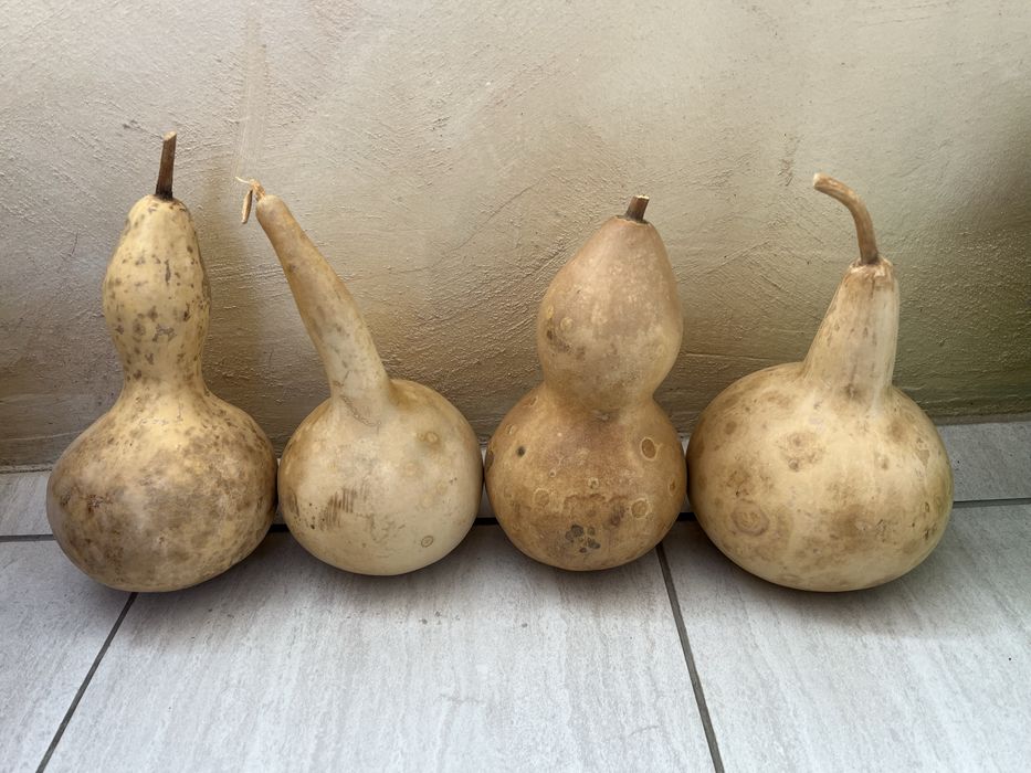 Декоративни тиквички и кратуни