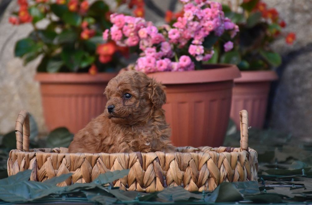 Той пудел (Toy poodle) Пудел Той (Poodle Toy)