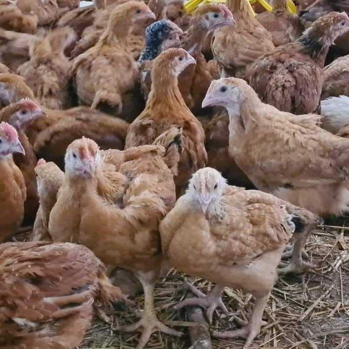Pui kabir și porumbac pui alb de carne