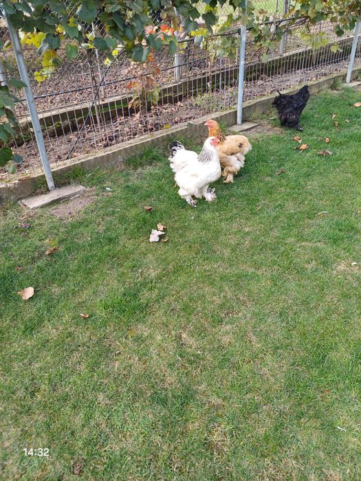 Găinii și Cucosii Braham HD