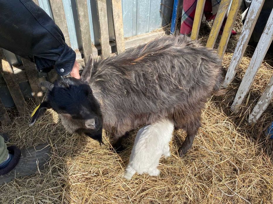 Зааненская коза,козы