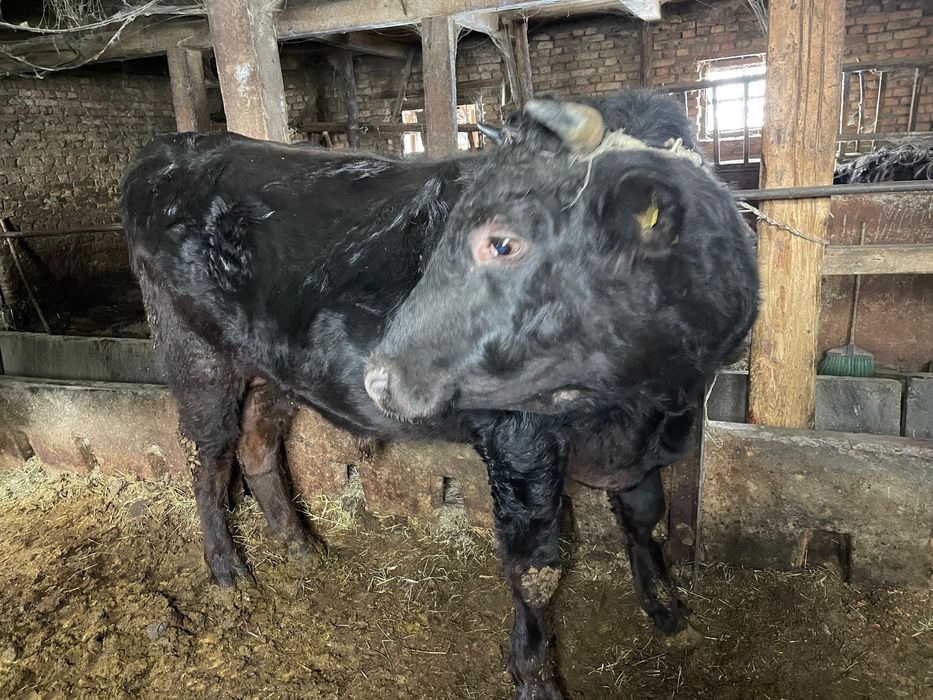 Продам 2 быка ….