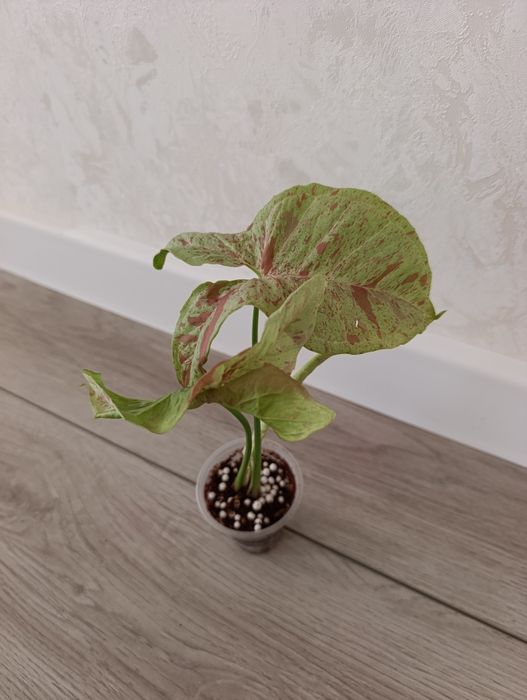 Сингониум Милк Конфетти