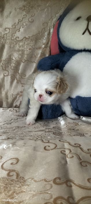 Мальчик японского хина.