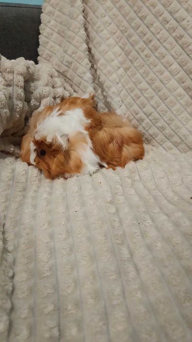 Морски свинчета