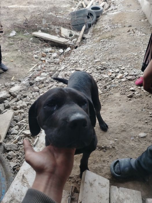 Lablador bolalari bilan