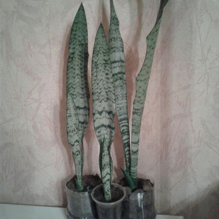 Сансенверия.