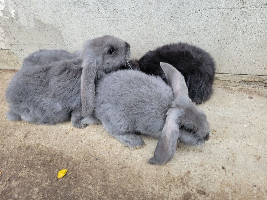 Vand iepuri berbec german