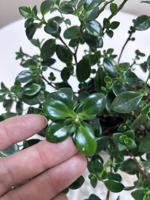 Растение немантус продам