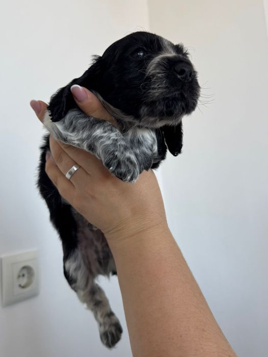 Продам английского спаниель