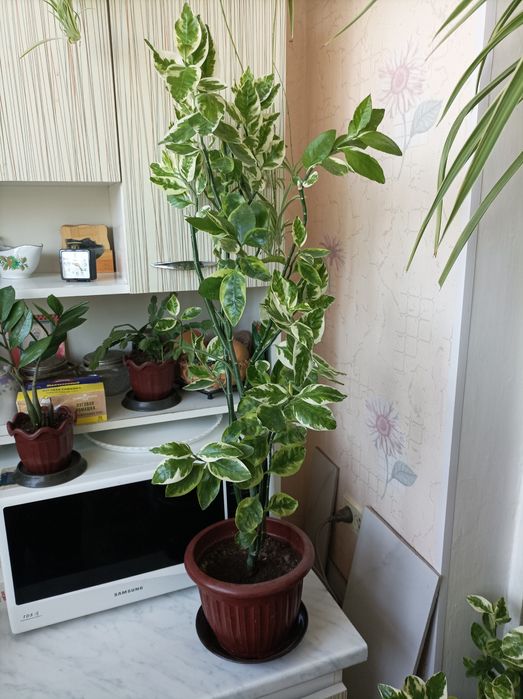 Цветок Педилантус