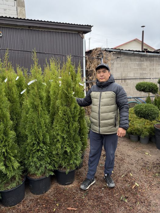 Озеленение участка под ключ