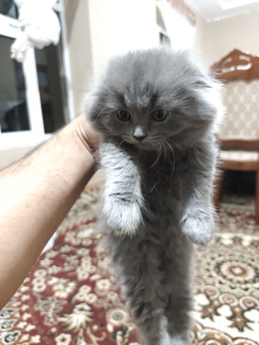 Продается котята