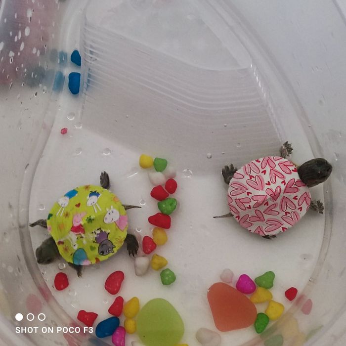 Продам черепашек