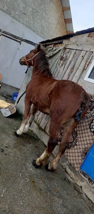 Iapă bună de ham teri ani