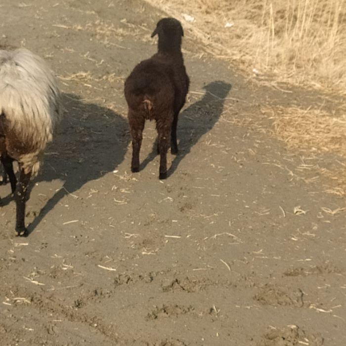 Moda qazoqi baracha sotiladi