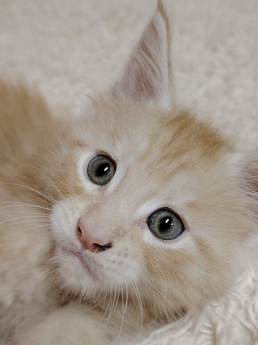 Продам котят Мейн Кун.