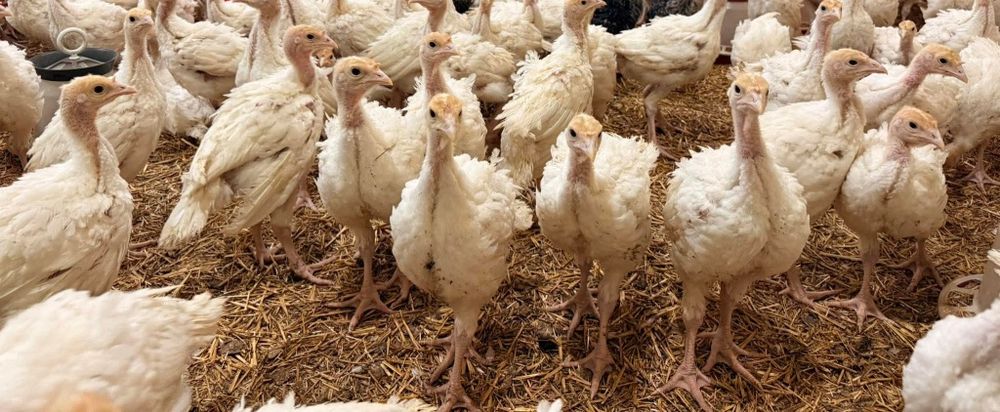 Curcani/Curci de carne albe