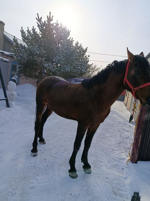 Продам Айгыр либо обмен на две кобылы