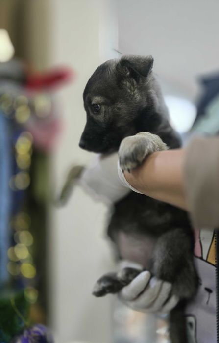 Щенок, мальчик, 2 месяца