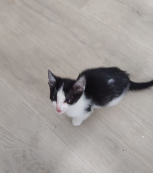 Котята,к лотку приучены