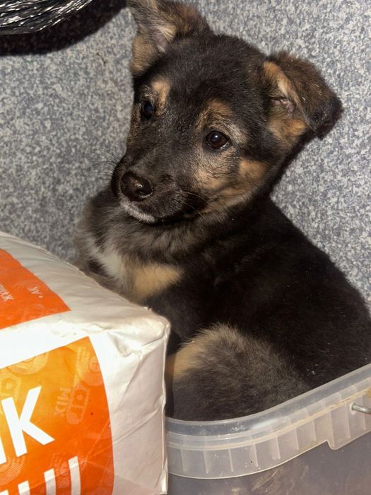 Пристраиваются в добрые руки