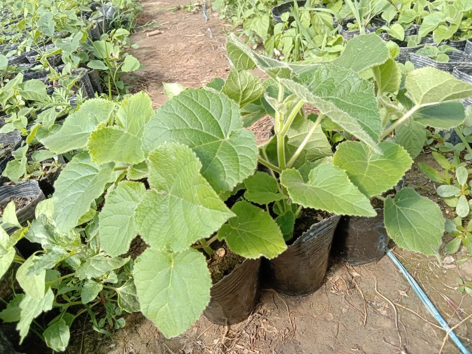 Pavloniya Nixolchalar tayyori bor