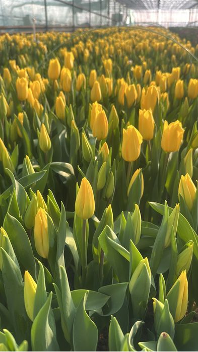 Тюльпаны оптом  доставка