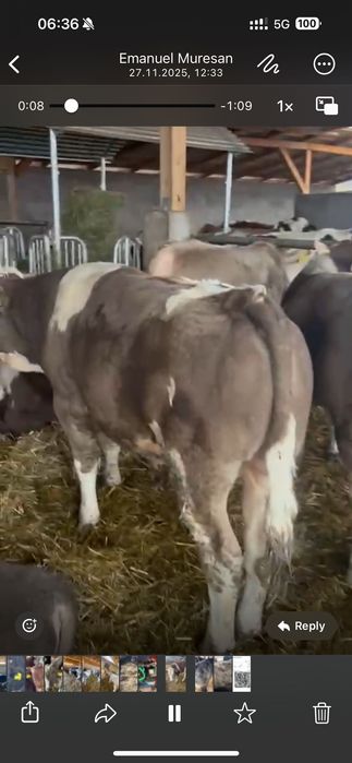 Tăurasi de vânzare