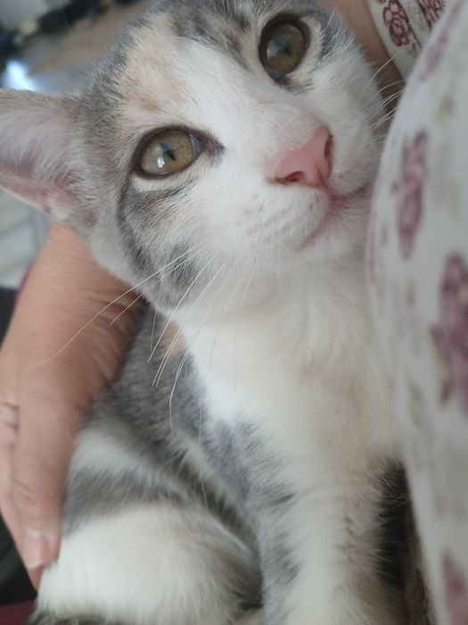 Срочно отдам в дар котенка